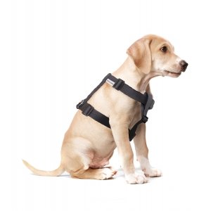 Pretal Pet